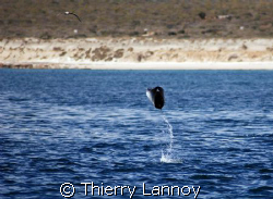 In the Sea of Cortez.....where the mobula rays beleive th... by Thierry Lannoy 